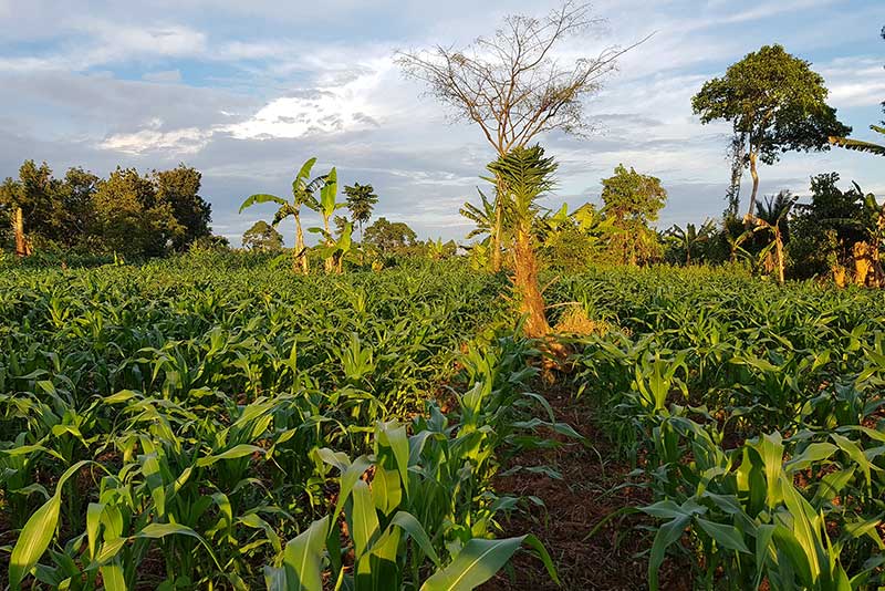 Farm in UG